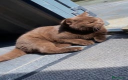 British Shorthair cats for sale: Rare Chocolate Boy - British Shorthair  - Image 3
