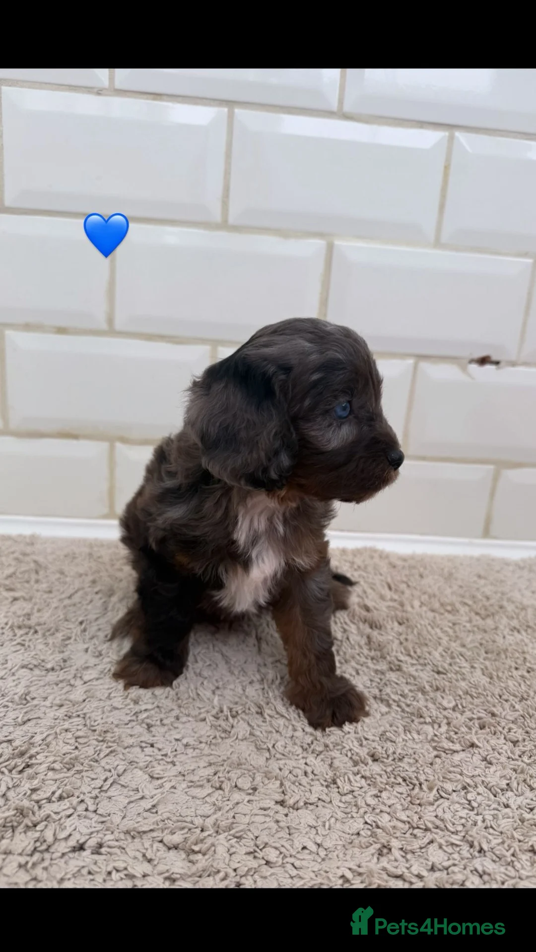 Cavapoo dogs for sale: Unusual colours merle cavapoos   - Advert 2