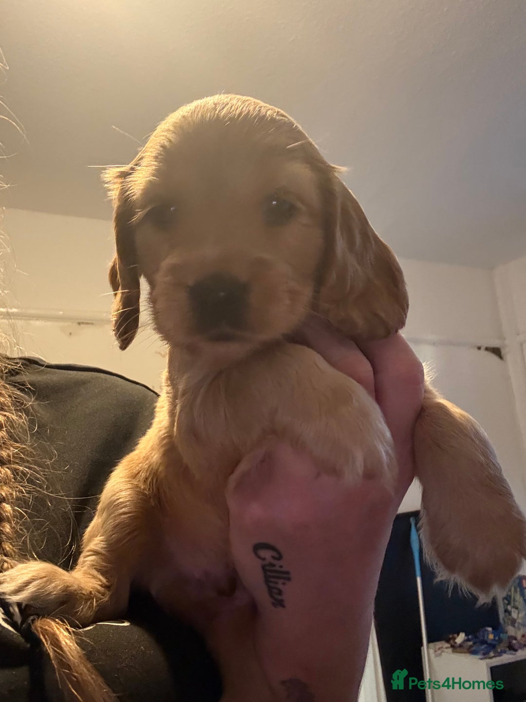 Cocker Spaniel dogs for sale: Stunning Cocker Spaniel pups - Advert 3