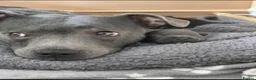 Staffordshire Bull Terrier dogs for sale: 1 Blue boy and 1 black female Staffys Available  in Coventry - Advert 10