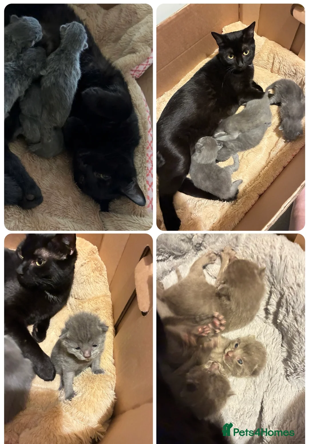 Mixed Breed cats for sale: Russian Blue/ Sphynx Kittens   - Advert 10