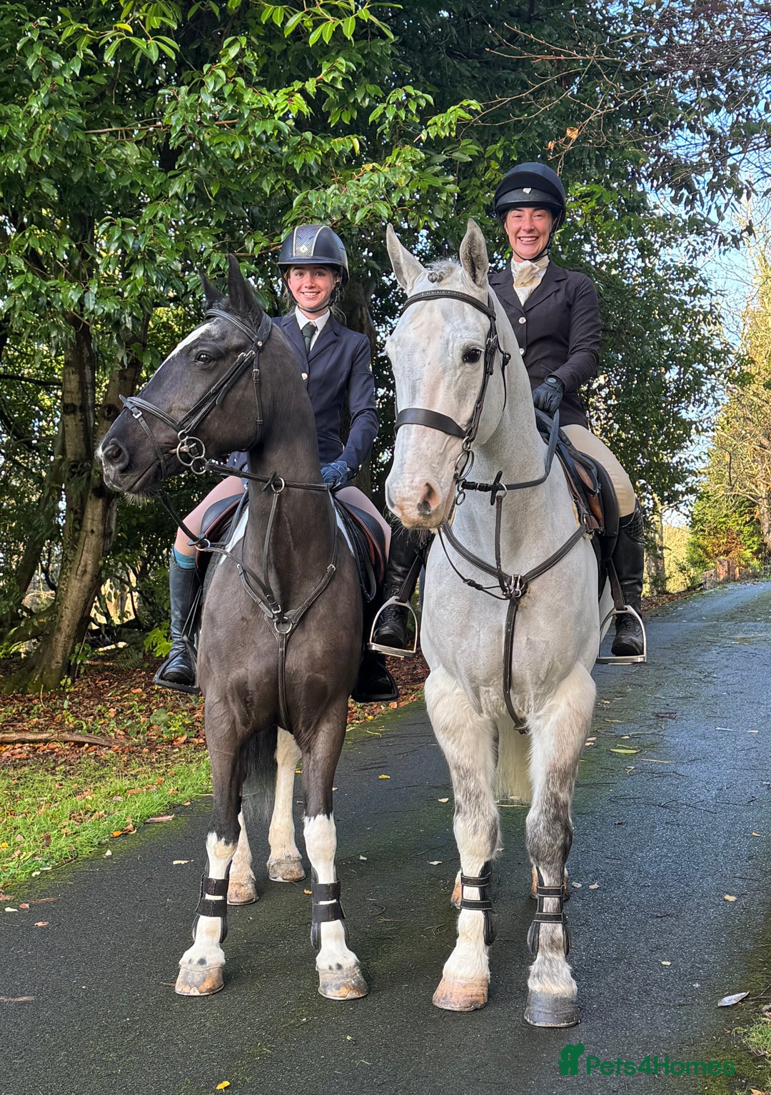 Irish Sports horses for sale: Perfect Paul Irish Gelding  - Advert 2