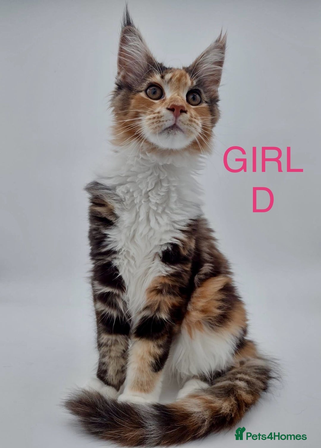 Maine Coon cats for sale: Ready Now - Beautiful Maine Coon Kittens in Nantwich - Image 4