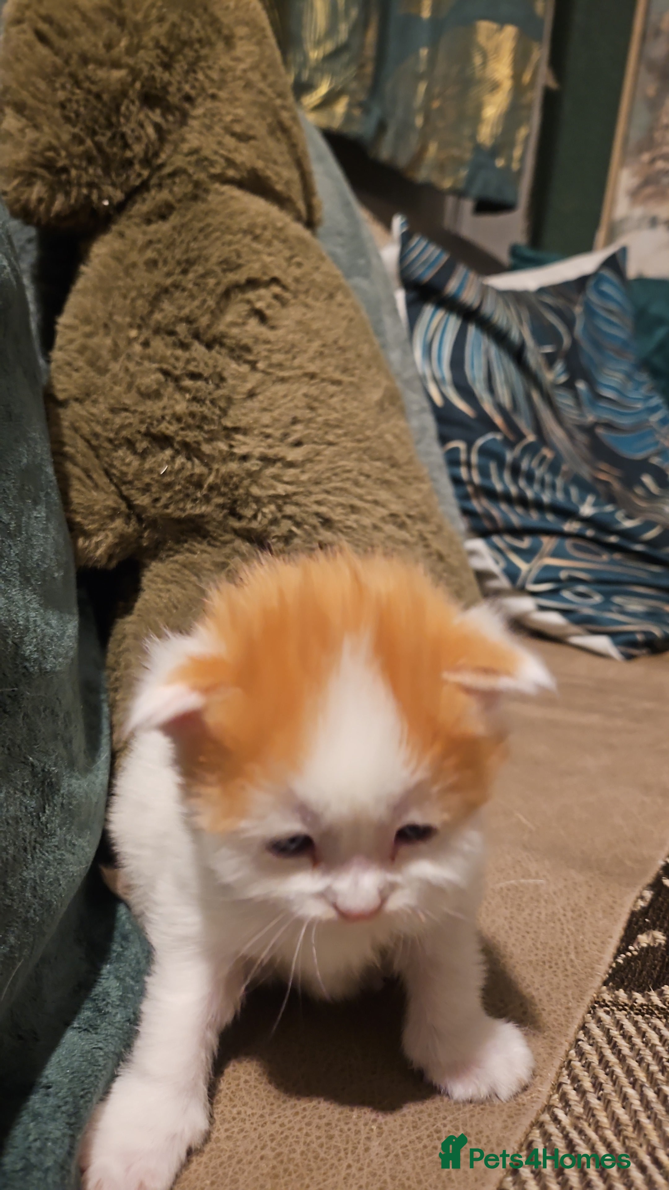 Mixed Breed cats Beautiful short haired& Norwegian forest cat - Advert 1