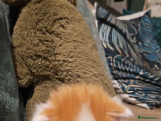 Mixed Breed cats Beautiful short haired& Norwegian forest cat - Advert 1