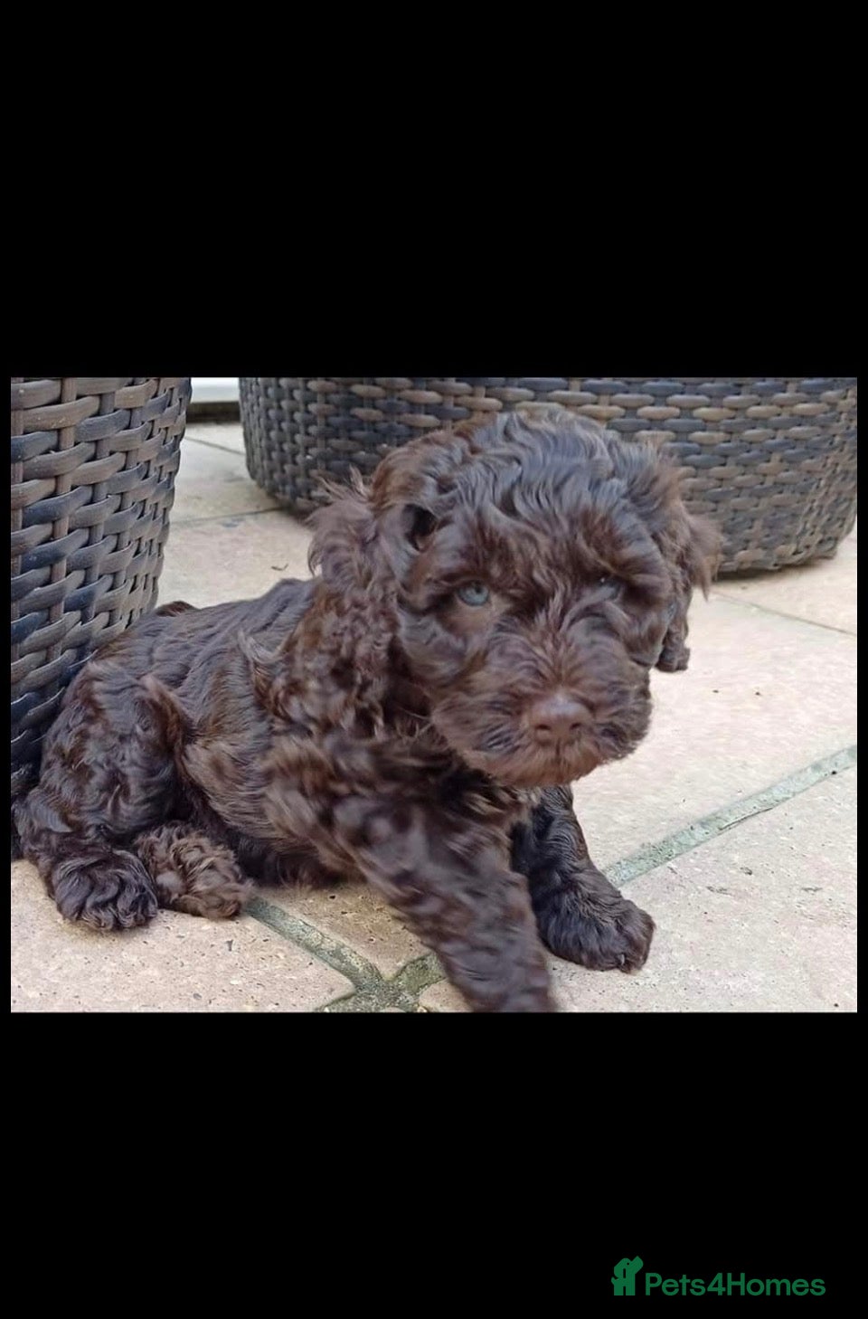 Cockapoo dogs Only one beautiful black boy available to view - Advert 2