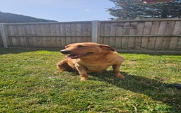 Labrador Retriever dogs for sale: Darkest Fox Red Labrador Puppies  - Image 23