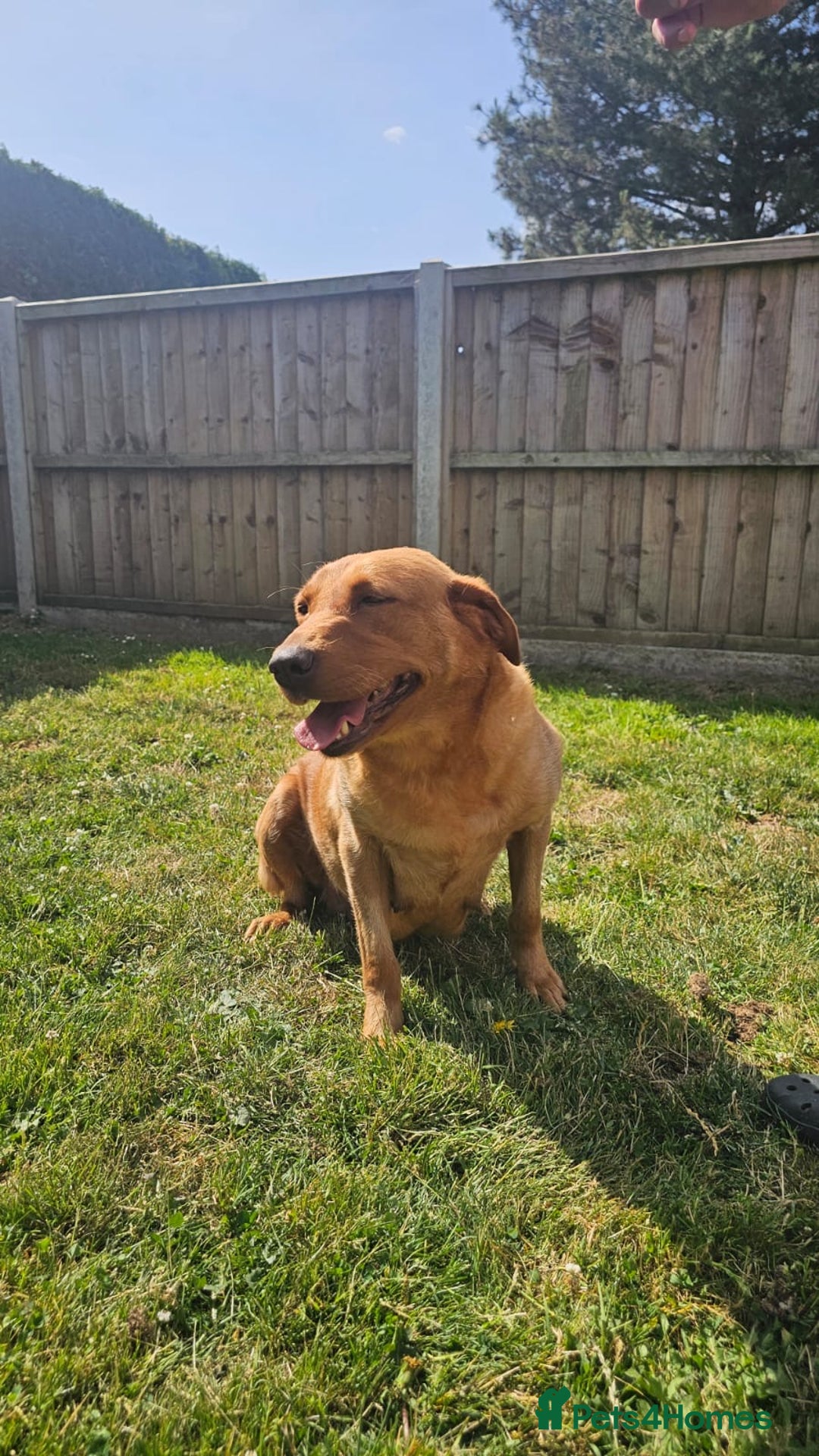 Labrador Retriever dogs for sale: Darkest Fox Red Labrador Puppies  - Image 23
