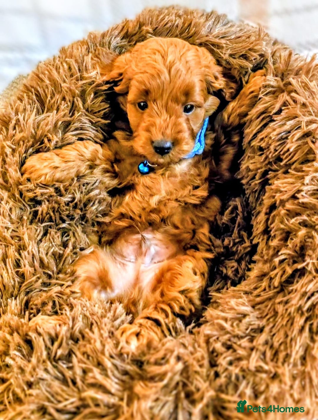 Cockapoo dogs for sale: GENUINE F1B COCKAPOO PUPPIES  - Advert 7