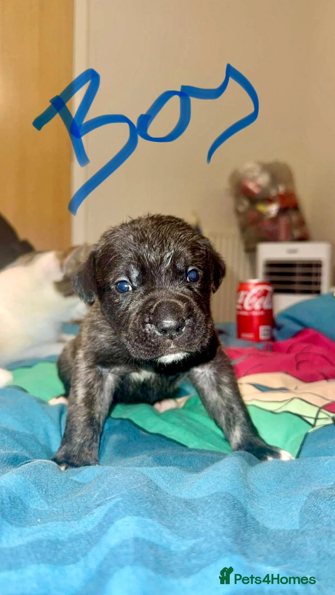 Cane Corso dogs for sale: Cane corso puppy’s  - Advert 1