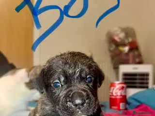 Cane Corso dogs Cane corso puppy’s - Advert 1