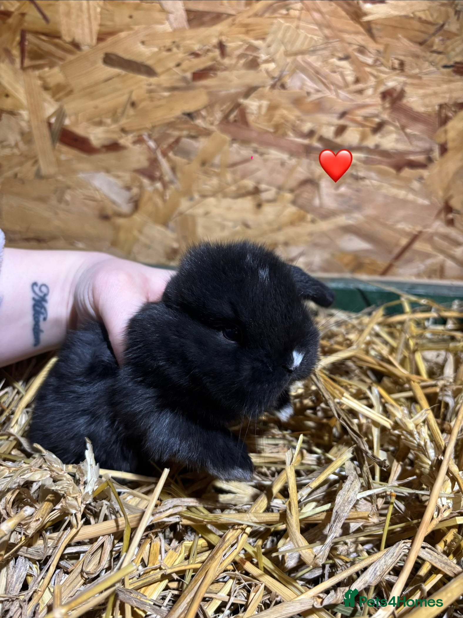 Mini Lop rabbits 🐰Adorable Mini Lops Kits🐰 - Advert 1