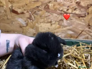 Mini Lop rabbits 🐰Adorable Mini Lops Kits🐰 - Advert 1