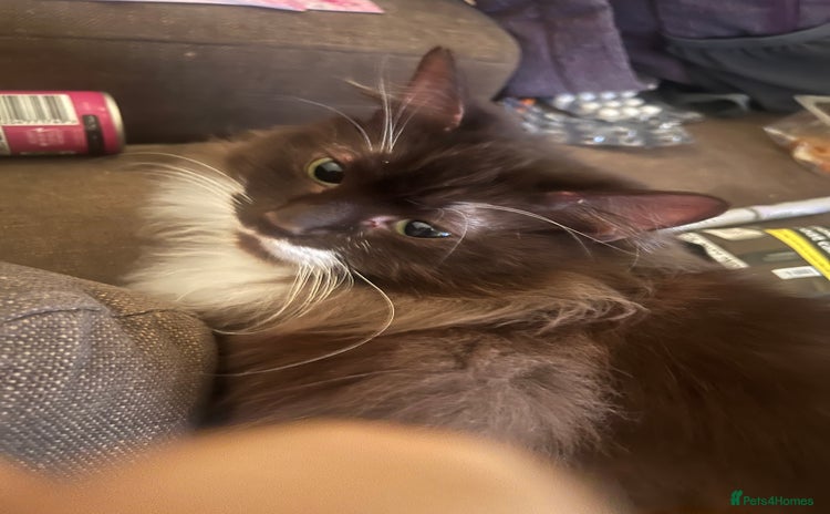 Domestic Shorthair cats - Advert 1
