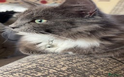 British Longhair cats for sale: X2 7 month old male kittens - Advert 9