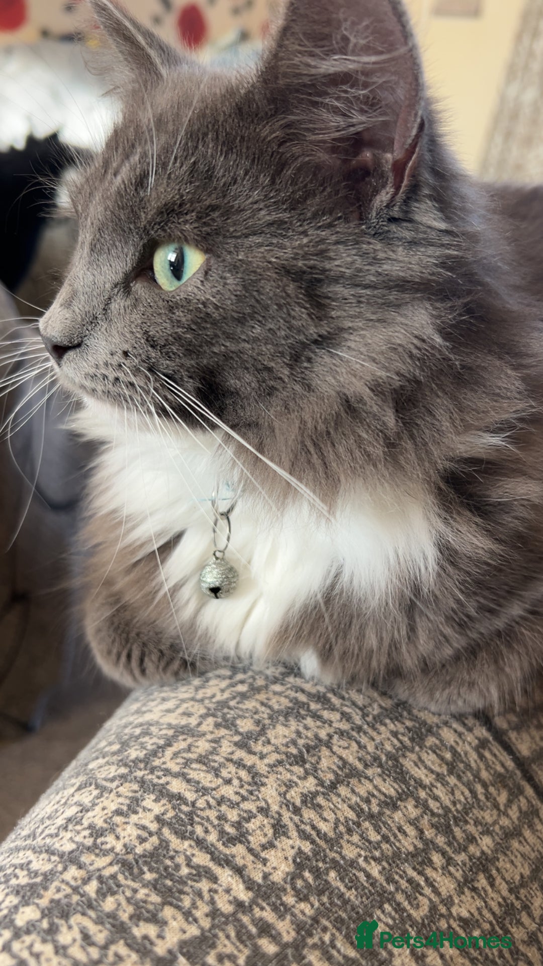 British Longhair cats for sale: X2 7 month old male kittens - Advert 9