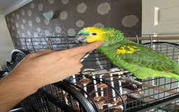 Parrots birds for sale: Semi Tamed Blue Fronted Amazon Parrot For Sale - Advert 3