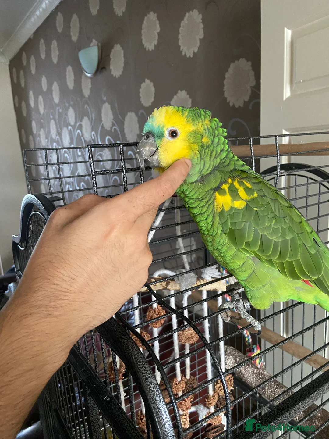 Parrots birds for sale: Semi Tamed Blue Fronted Amazon Parrot For Sale - Advert 3