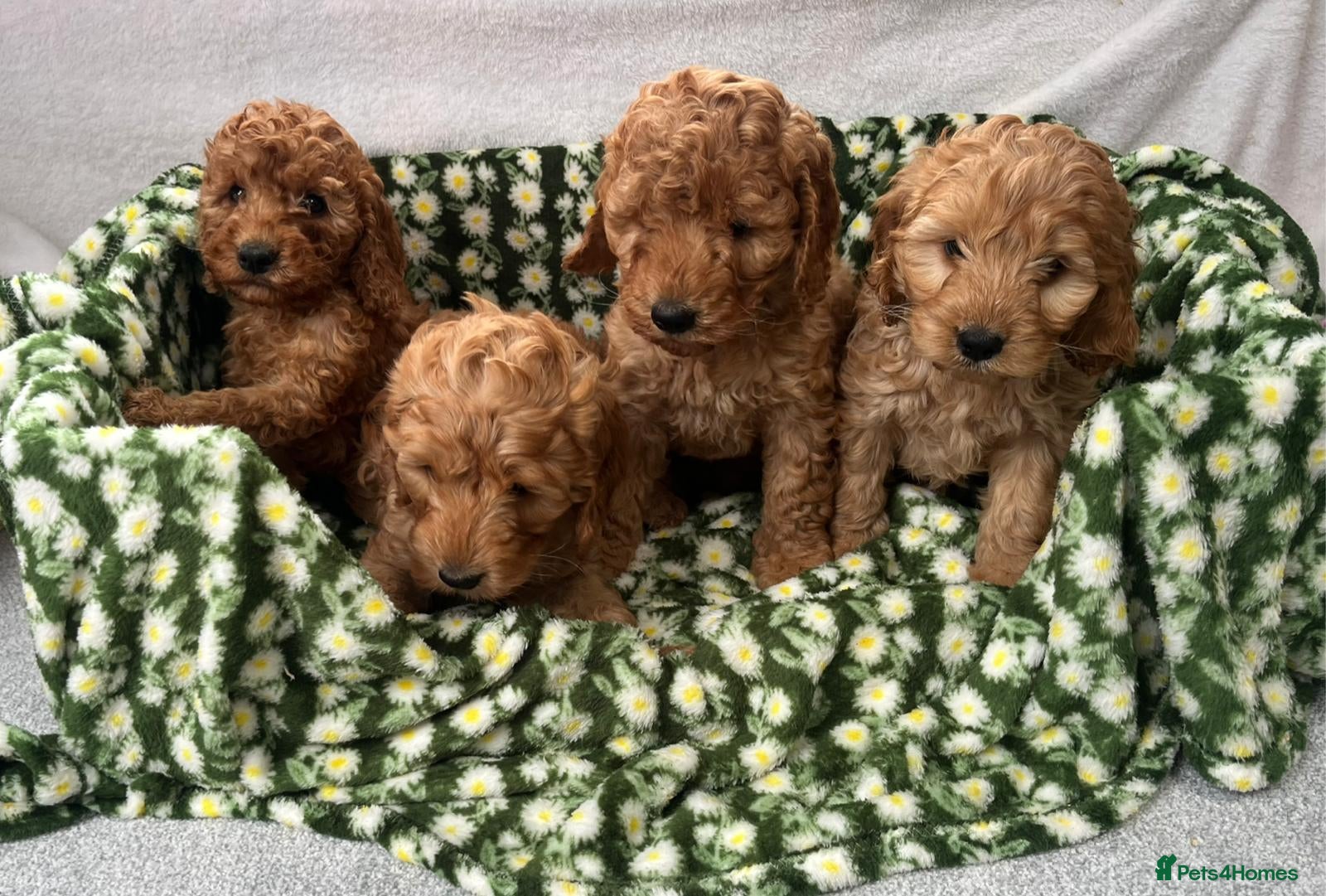 Cavapoo dogs Cavapoo puppy's  in Coventry - Advert 1