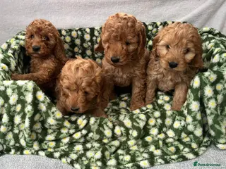 Cavapoo dogs Cavapoo puppy's in Coventry - Advert 1