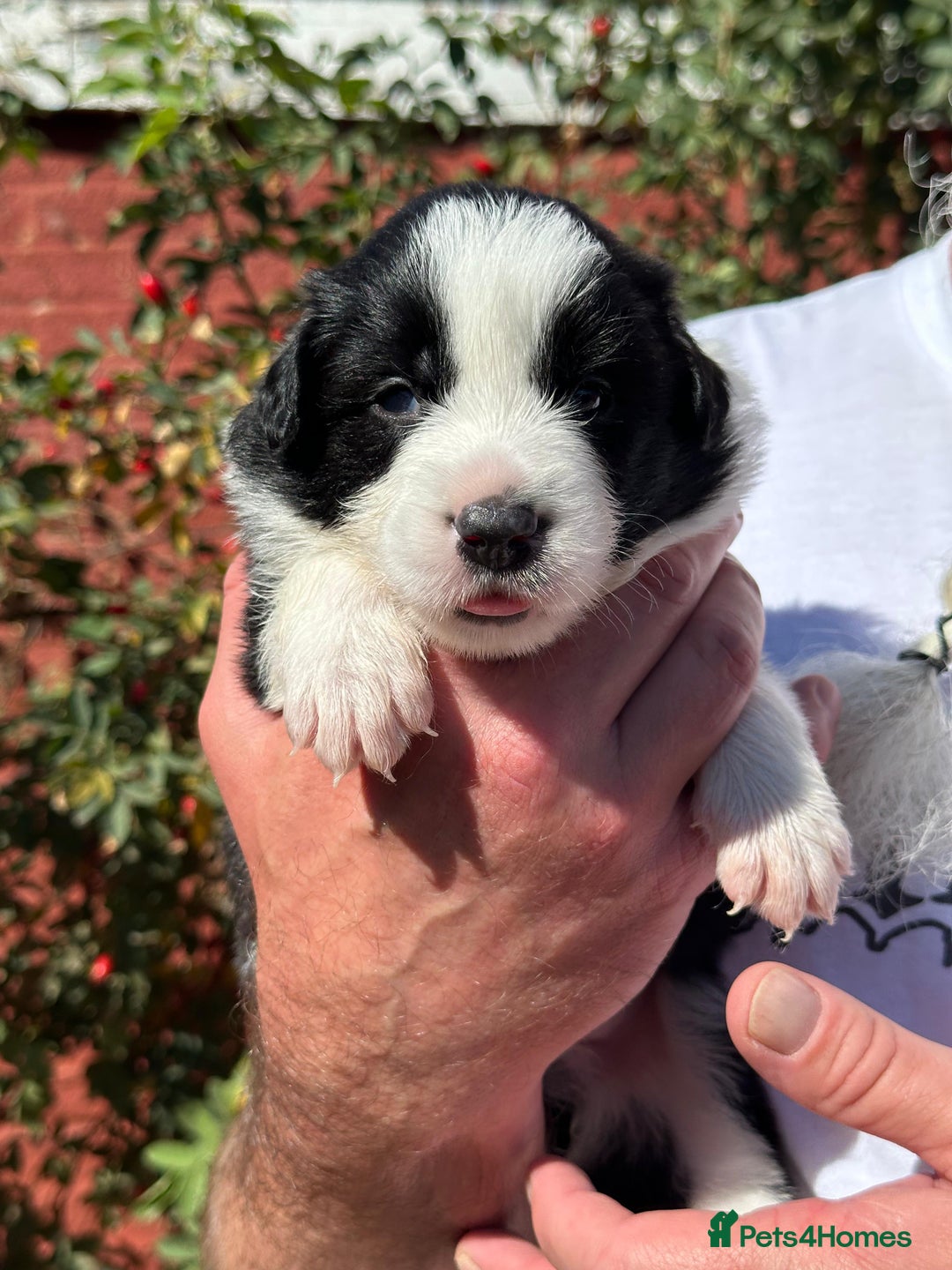 Border Collie dogs for sale: Champion line puppies  - Image 3
