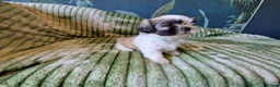 Shih Tzu dogs for sale: Miniature Shih-tzu's  - Advert 12