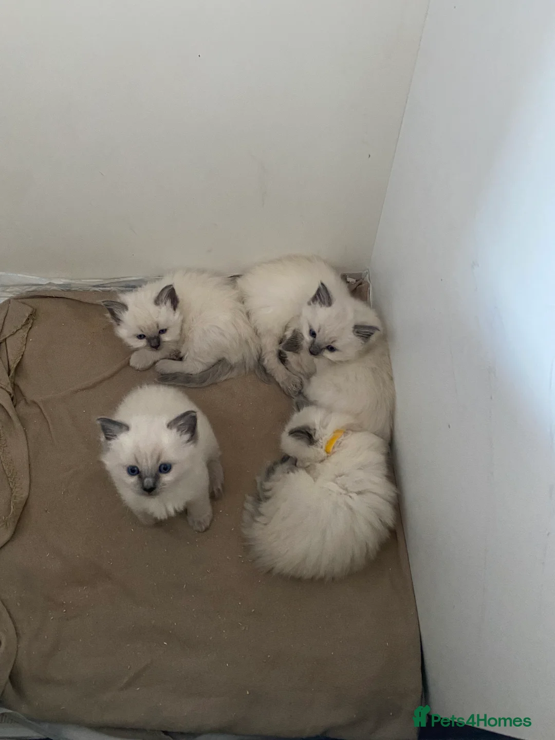 Ragdoll cats for sale: Beautiful Blue Point Ragdoll Kittens for sale - Advert 2