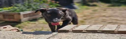 Mixed Breed dogs for adoption: Green for adoption in Leigh-on-Sea - Advert 4