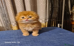 Scottish Fold cats for sale: Scottish fold looking for forever home - Image 12