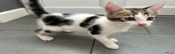 Mixed Breed cats for sale: Two gorgeous boy kittens ready to leave  - Advert 16