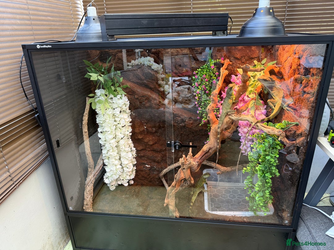 Dragon reptiles for sale: 3 Chinese water dragons 1 male 2 female - Advert 11