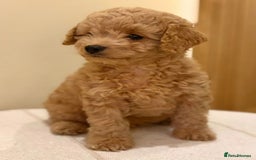 Cavapoo dogs for sale: Extensively health tested F1b teddy bear Cavapoos  - Advert 16