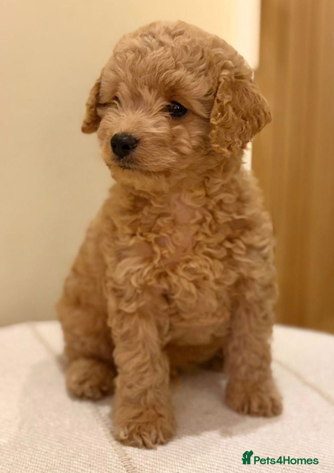 Cavapoo dogs for sale: Extensively health tested F1b teddy bear Cavapoos  - Advert 16