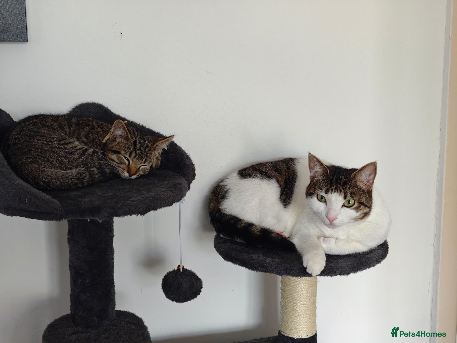 Mixed Breed cats 2 Adult Female Cats - Advert 1