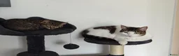 Mixed Breed cats for sale: 2 Adult Female Cats - Advert 1