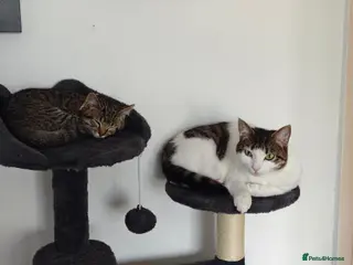 Mixed Breed cats 2 Adult Female Cats - Advert 1