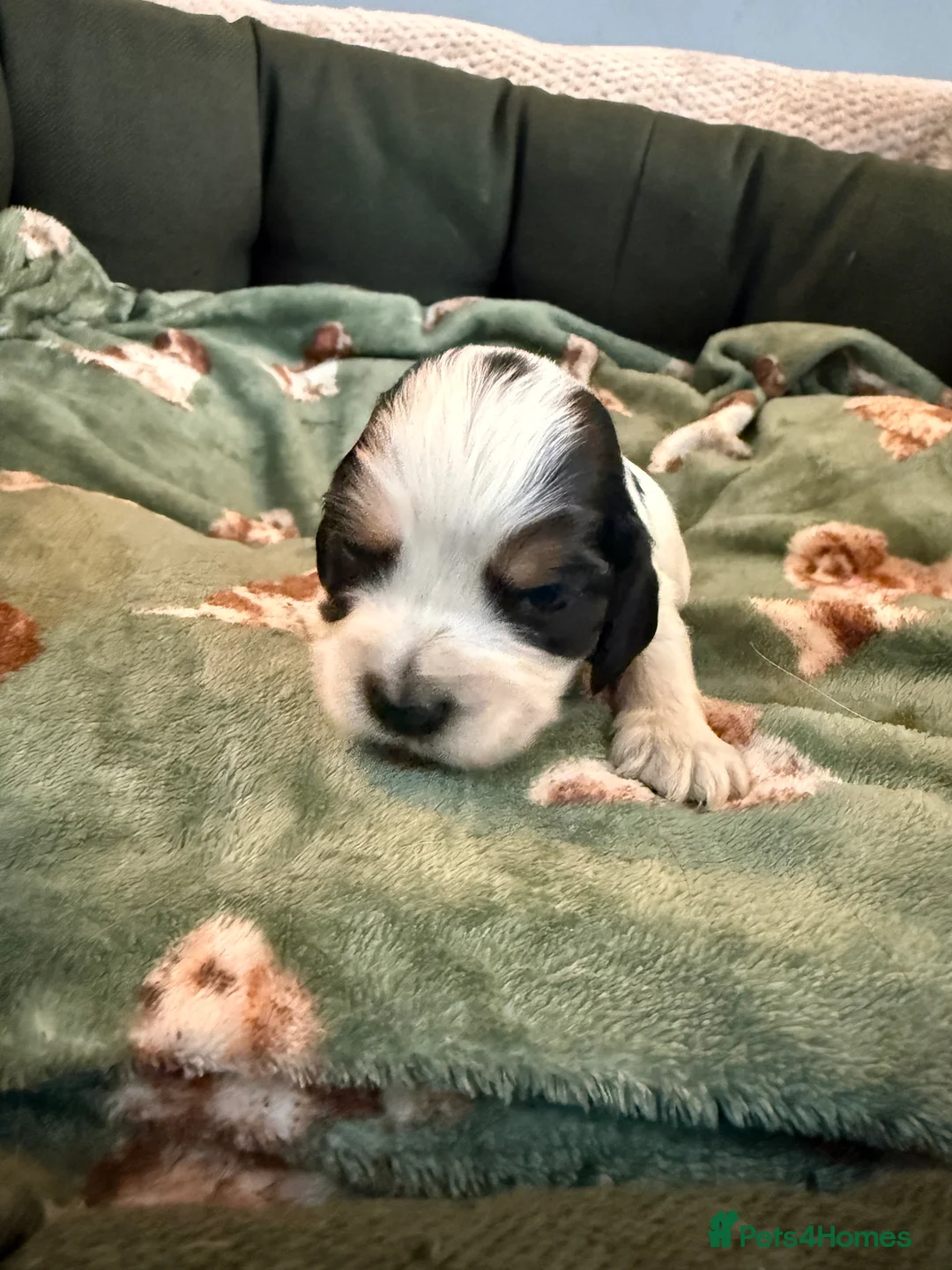 Cocker Spaniel dogs for sale: Ready now show cocker spaniel puppies  - Advert 32