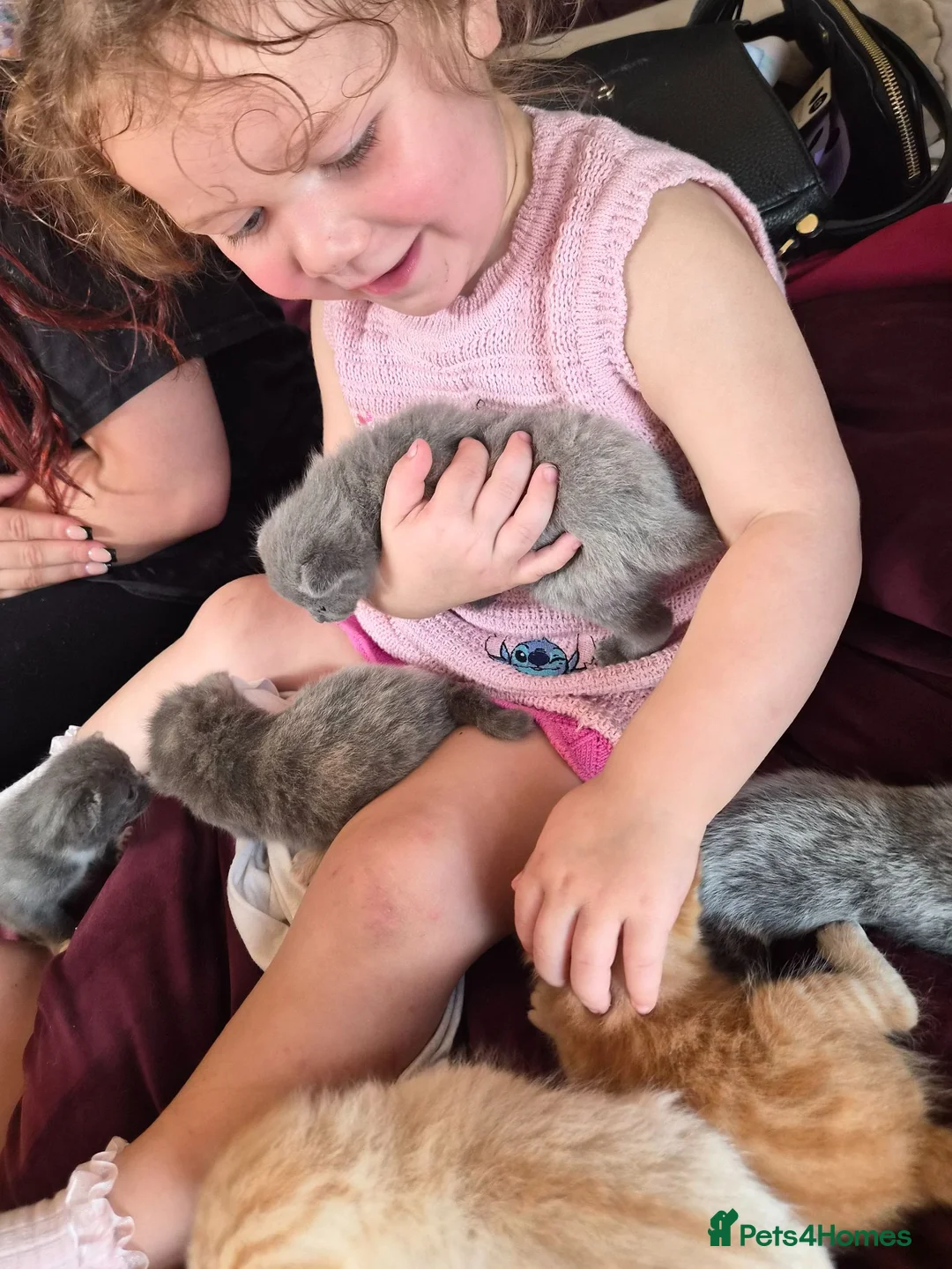 Mixed Breed cats for sale: Beautiful kittens  - Advert 12