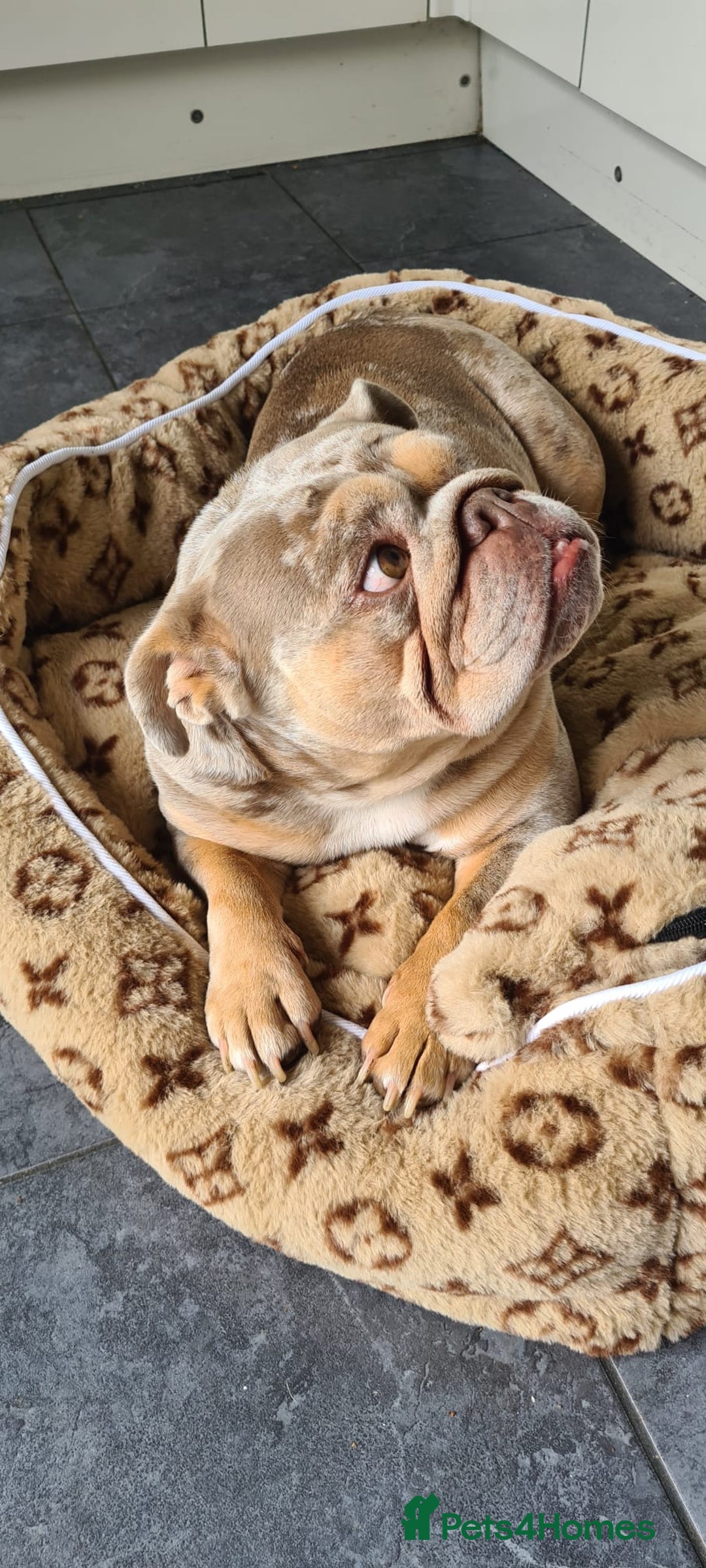 English Bulldog dogs for sale: 💕 Coco 💕 - Advert 2