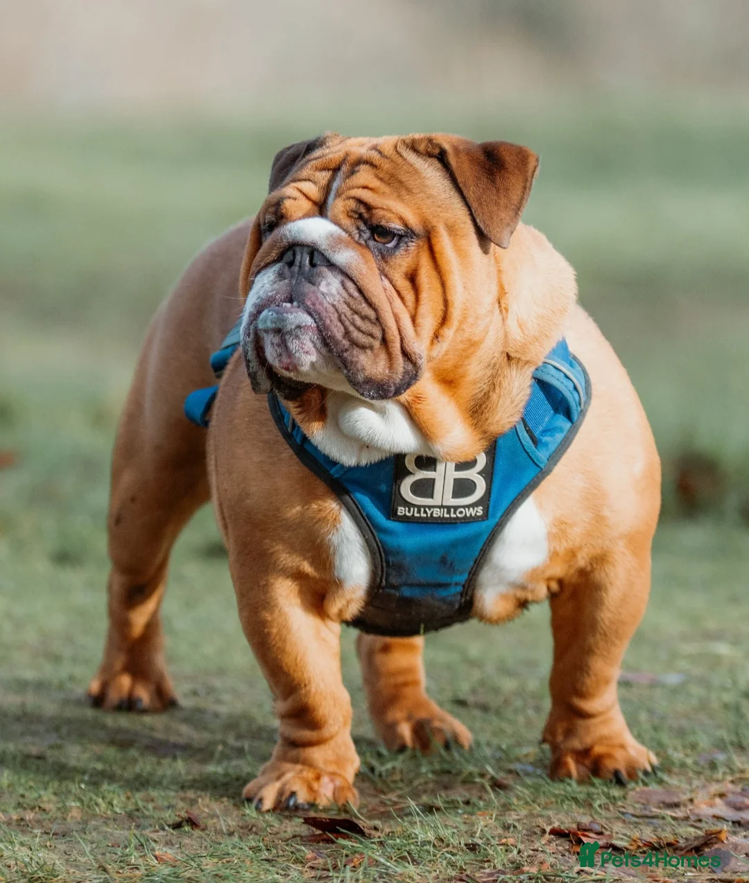 English Bulldog dogs for stud: Biscuit kc registered red and white for stud - Advert 2