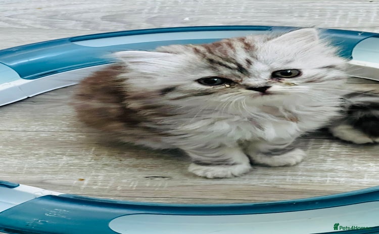 Persian cats - Advert 5