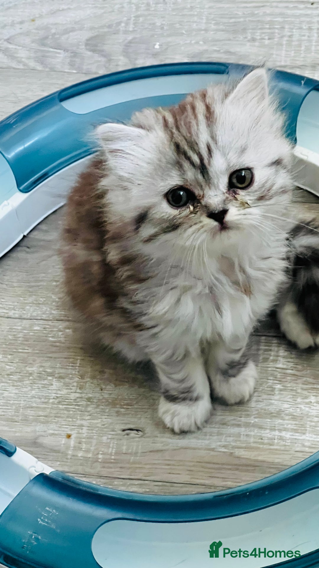 Persian cats for sale: Persian chinchilla kittens  - Image 6