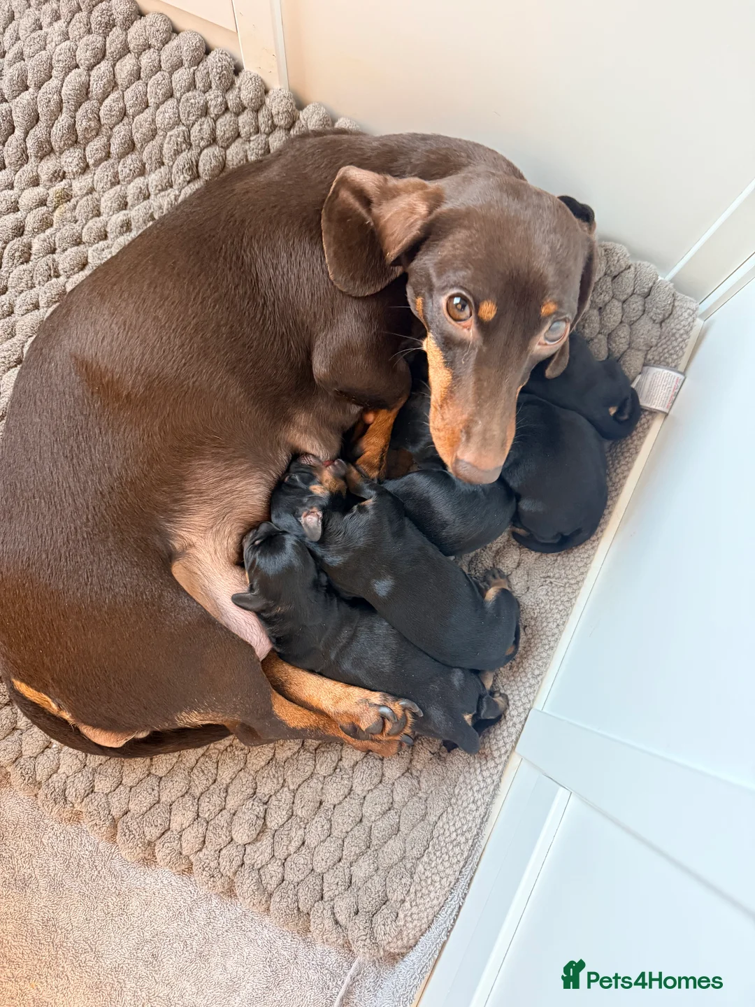 Mixed Breed dogs for sale: Doxiepoos - Advert 10