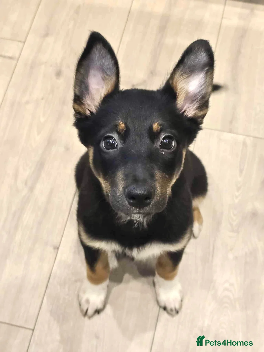 Mixed Breed dogs for sale: Border Collie X Kelpie  - Advert 6