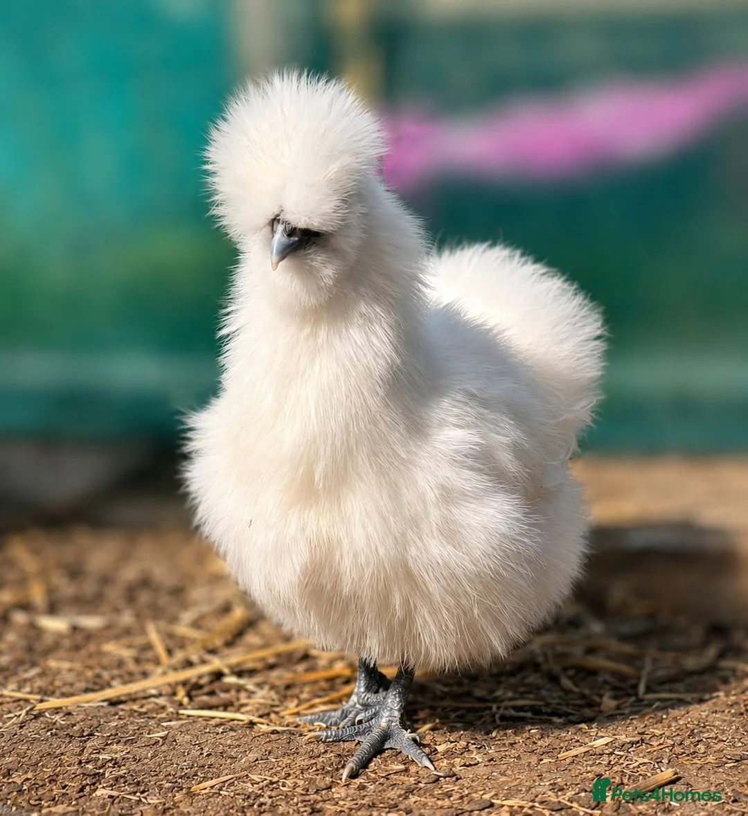 Chickens poultry for sale: White Silkie Hens in Newmarket - Advert 1