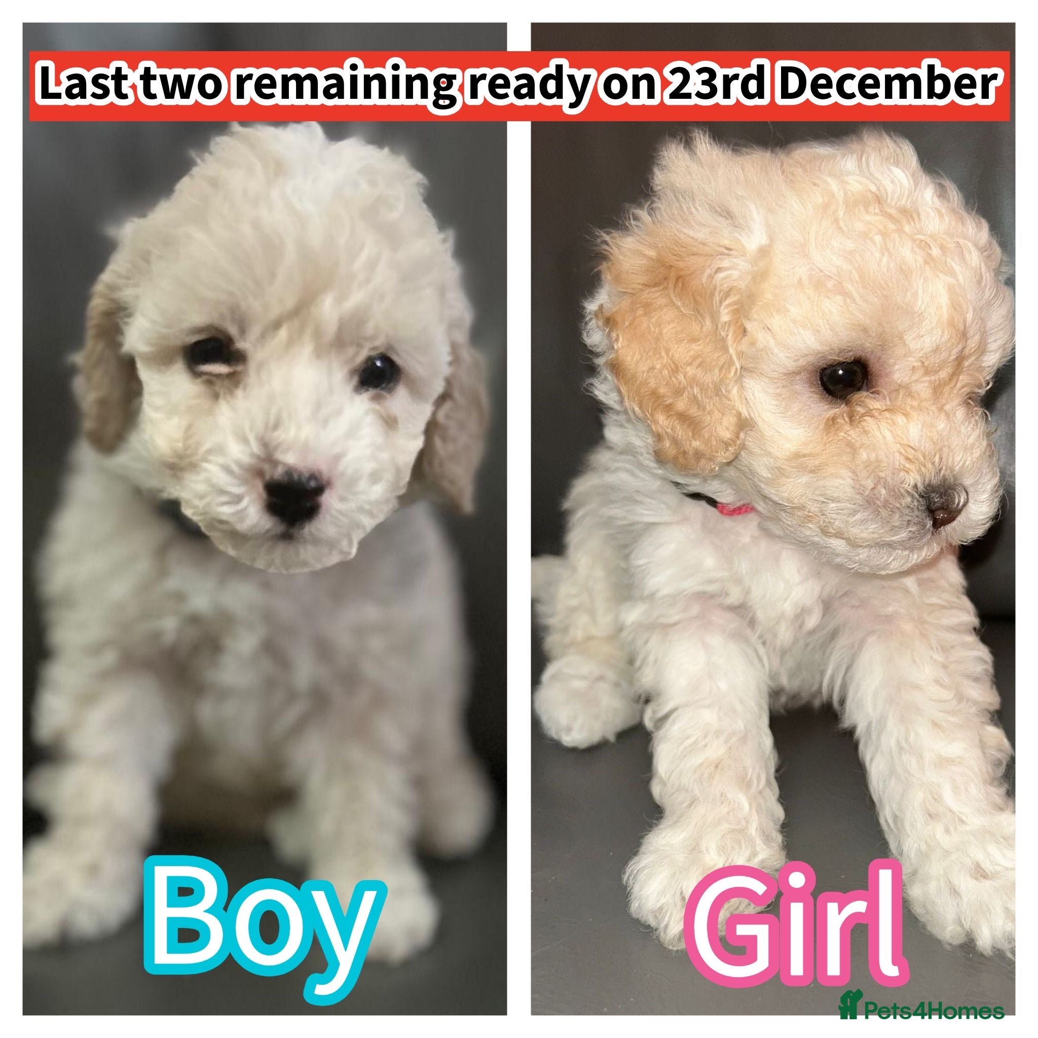 Cavapoochon dogs 🌟 Ready to leave 23rd Dec F1b cavapoochon puppies - Advert 2