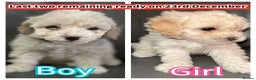 Cavapoochon dogs for sale: 🌟 Ready to leave 23rd Dec F1b cavapoochon puppies - Advert 2