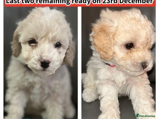 Cavapoochon dogs 🌟 Ready to leave 23rd Dec F1b cavapoochon puppies - Advert 15