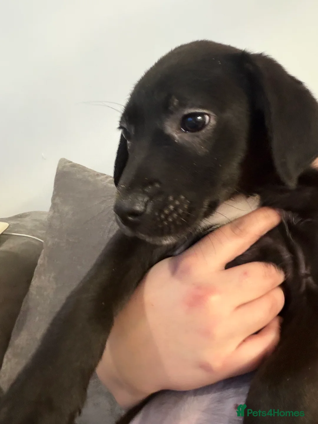 Borador dogs for sale: Border pups - Advert 3