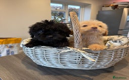 Labrador Retriever dogs for sale: Ready now labradoodles  - Image 2